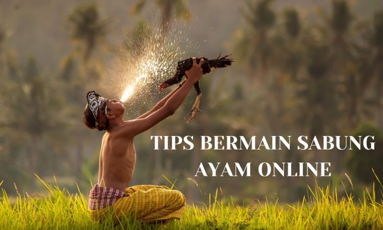 tips bermain sabung ayam online