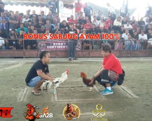 BONUS SABUNG AYAM 100%