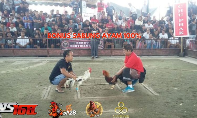 BONUS SABUNG AYAM 100%